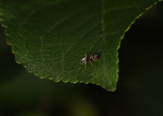 ant on leaf in macro