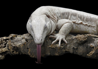 close up of an eagle