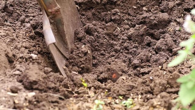Dirty shovel digging plant bed with green manure inside for future greenery and vegetables in the garden or field. Preparing soil for harvest. Farming and scarify stuff. Agriculture and cultivation