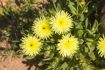 The flowers of Urospermum dalechampii, Smooth Golden Fleece