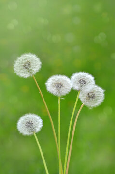  Bouquet of white fluffy dandelions on a light green natural background. Close up photo outdoors. Free copy spaceю