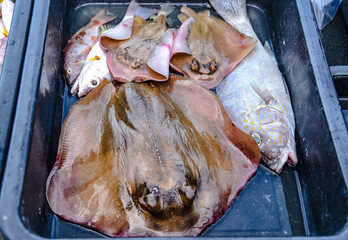 Stingrays and other fish caught by local fishermen are sold at the Fish Market, Folk Fisheries...