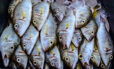 Obraz premium Sea fish caught by local fishermen are sold at the Fish Market, Folk Fisheries Pier, Jomtien Beach, Pattaya, Thailand