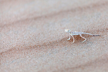Tiny lizard in the desert in Abu Dhabi, closeup. Minimalism concept.