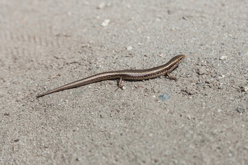 Gray Sand lizard (Lacerta agilis) in desert of Central Asia, Tien Shan, Kazakhstan