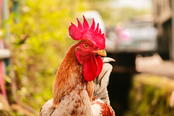 An angry chicken stays in the farm