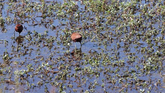 African jacanas feeding on water