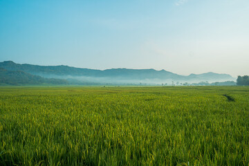 Fototapeta premium The expanse of green rice in the rice fields under the hill in the morning in Yogyakarta, Indonesia, the atmosphere is very calm, peaceful and warm