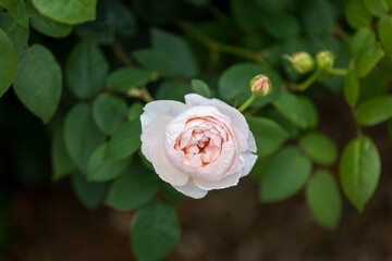 セントセシリア