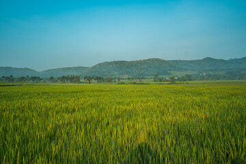 Fototapeta premium The expanse of green rice in the rice fields under the hill in the morning in Yogyakarta, Indonesia, the atmosphere is very calm, peaceful and warm
