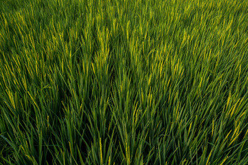 The expanse of green rice in the rice fields under the hill in the morning in Yogyakarta, Indonesia, the atmosphere is very calm, peaceful and warm