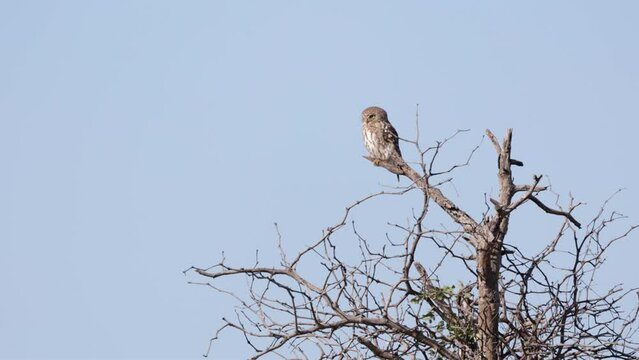 Pearl spotted owlet in day time