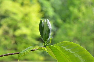  Bud of cucumber-tree (yellow Magnolia acuminata)at the beginning of blooming season. Close up photo outdoors. Landscaping and growing trees concept. Free copy space. © Mariana