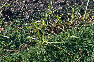 damaged artificial grass with real grass growing through it
