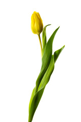 チューリップ　Tulipa gesneriana