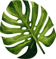 Monstera Deliciosa Tropical Leaf Watercolor