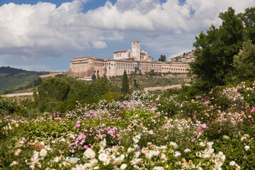 Romantic view of the famous Basilica of Saint Francis of Assisi in Umbria with beautiful roses in the background, Italy