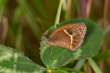 Macrophotographie d'un insecte - papillon - Ocellé rubané - Pyronia bathseba