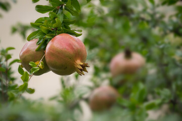 Pomegranates growing on tree in France