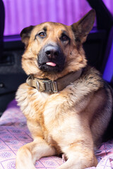 Cute german shepherd sits in the back seat of a car on a purple background. Funny dog shows tongue