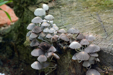 Fototapeta premium A big colony of mushrooms on ground in the forest