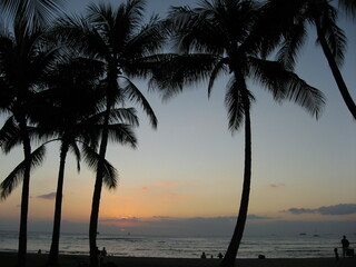 Obraz na płótnie Canvas ヤシの木の風景・ホノルル・ハワイ