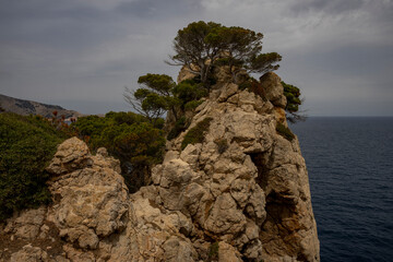 Drzewa na skale, wysokie klify, Palma de Mallorca