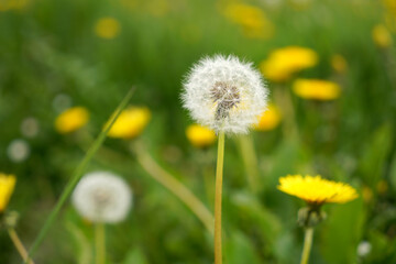 Spring green lawn with yellow and white dandelion flowers. Spring. Background   