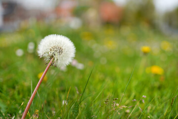 Spring green lawn with yellow and white dandelion flowers. Spring. Background   