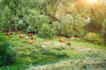 Summer landscape with cows grazing on fresh green pastures. Eco-friendly organic dairy products and meat beef