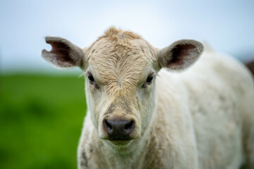 Stud Angus, wagyu, Murray grey, Dairy and beef Cows and Bulls grazing on grass and pasture in a field. The animals are organic and free range, being grown on an agricultural farm in Australia.