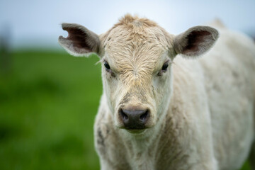 Stud Angus, wagyu, Murray grey, Dairy and beef Cows and Bulls grazing on grass and pasture in a...