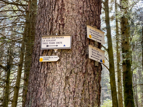 Trekking in the vosges France