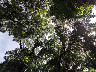 Large tree canopy. tree canopy makes the atmosphere cool. Bogor, Indonesia.