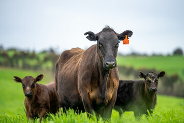 Stud Angus, wagyu, Murray grey, Dairy and beef Cows and Bulls grazing on grass and pasture in a...