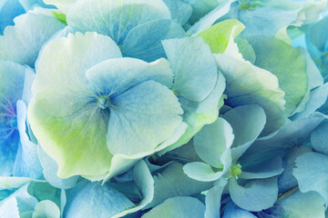 Beautiful blooming blue hydrangea flowers. Floral background.