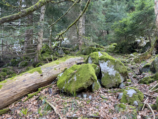 Forrest in the vosges in France