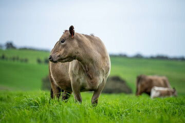 Stud Angus, wagyu, Murray grey, Dairy and beef Cows and Bulls grazing on grass and pasture in a...