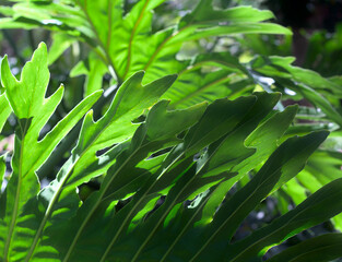 Intensely green leaves (philodendron bipinnatifidum) slightly illuminated by the sun, in close-up.