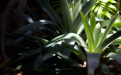 Alcantarea plant illuminated by the sun in a shaded garden.