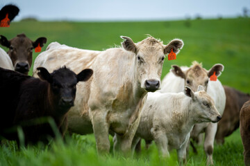 cows in a field, Beef cows and calves grazing on grass in Australia.
