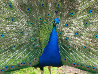 Obraz premium Blue peacock in the wild in various actions