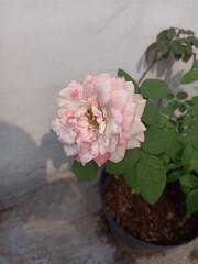 White-pink rose flower