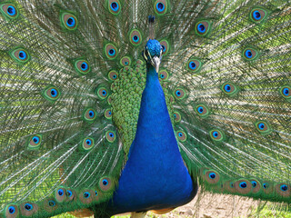 Obraz premium Blue peacock in the wild in various actions