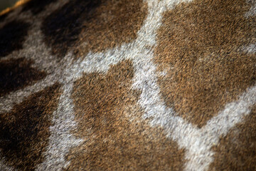 Giraffe skin from South African safaris that lives freely in the African savannah, this skin is perfect for camouflage from large African predators.