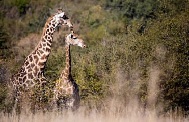 Beautiful pair of giraffes attentive to the movements of the African savannah of the Pilanesberg National Park in South Africa, because they can be the prey of the predators that inhabit the savannah.