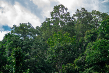 Obraz na płótnie Canvas Background scenery of trees in the forest