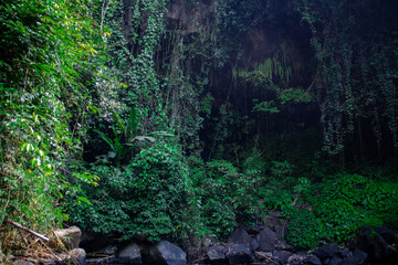 Green plants creeping on the wall of the mountainside