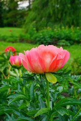 Flowering peonies (Paeonia) - in the garden. Beautiful blooming peonies  - beautiful green areas of the city