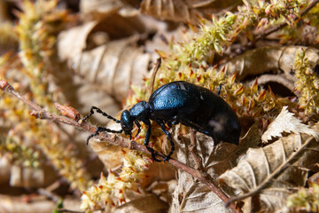 Violet oil beetle, Meloe violaceus feeding on grass, macro photo